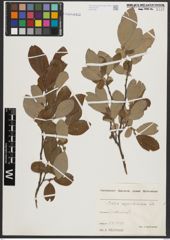 Foto von Salix appendiculata Vill.